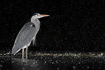 RF - Grey heron (Ardea cinerea) standing in pond at night in the rain, near Bourne, Lincolnshire, UK. January. (This image may be licensed either as rights managed or royalty free.)