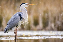 Grey heron (Ardea cinerea) standing in pond with reedbeds behind, near Bourne, Lincolnshire, UK. March.