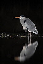 RF - Grey heron (Ardea cinerea) standing in pond at night, near Bourne, Lincolnshire, UK. January. (This image may be licensed either as rights managed or royalty free.)