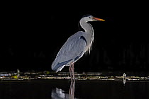 RF - Grey heron (Ardea cinerea) standing in pond at night, near Bourne, Lincolnshire, UK. March. (This image may be licensed either as rights managed or royalty free.)