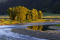 Trees along riverbank in evening light, Lamar Valley, Yellowstone National Park, Wyoming, USA. June, 2013.