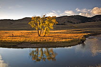 Aspen (Populus tremuloides) tree reflecting in Slough Creek in late afternoon light, Yellowstone National Park, Wyoming, USA. September, 2015.