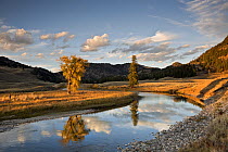 Clouds reflecting in Slough Creek in late afternoon light, Yellowstone National Park, Wyoming, USA. September, 2015.