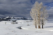 Frosty trees along the bank of Rose Creek in winter, Lamar Valley, Yellowstone National Park, Wyoming, USA. January, 2014.
