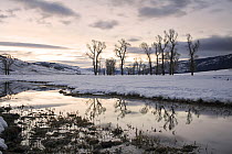 Cottonwood (Populus sp.) trees reflecting on the Lamar River in winter, Lamar Valley, Yellowstone National Park, Wyoming, USA. February, 2015.