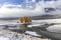 Cottonwood (Populus sp.) trees in autumn foliage surrounded by early autumn snow along the Lamar River, Lamar Valley, Yellowstone National Park, Wyoming, USA. October, 2019.