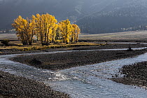 Cottonwood (Populus sp.) trees in autumn foliage along the Lamar River, Lamar Valley, Yellowstone National Park, Wyoming, USA. September, 2021.