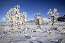 Frost-covered Cottonwood (Populus sp.) trees in snowy landscape, Lamar Valley, Yellowstone National Park, Wyoming, USA. January, 2022.