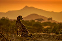 Cheetah (Acinonyx jubatus) backlit at sunrise with mountains in background, Samburu, Kenya.