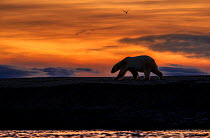 Polar bear (Ursus maritimus) silhouetted at sunset, Svalbard, Norway. September.