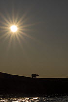 RF - Polar bear (Ursus maritimus) silhouetted by the sun, Svalbard, Norway. September. (This image may be licensed either as rights managed or royalty free.)