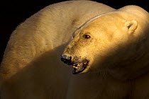 Polar bear (Ursus maritimus) portrait, Svalbard, Norway. September.