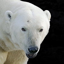Polar bear (Ursus maritimus) head portrait, Svalbard, Norway. September.