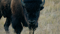 Tracking shot of an American bison (Bison bison) male looking round at camera and then walking, Rocky Mountains, Montana, USA.