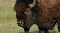 Tracking shot of an American bison (Bison bison) male walking and looking at the camera, Rocky Mountains, Montana, USA.