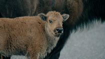 American bison (Bison bison) calf looking round at the camera, Rocky Mountains, Montana, USA.