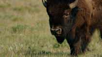 Tracking shot of an American bison (Bison bison) male walking and feeding, Rocky Mountains, Montana, USA.