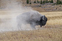 Bison (Bison bison) male, dust bathing, near Geyser Lake, Yellowstone National Park, Montana, USA. September.