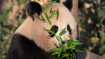Giant panda (Ailuropoda melanoleuca) female, Huan Huan, eating bamboo, Zoo Parc de Beauval, France. Captive.