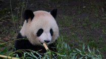 Giant panda (Ailuropoda melanoleuca) female, Huan Huan, breaking a bamboo stem and then eating it, Zoo Parc de Beauval, France. Captive.