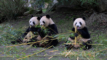Giant panda (Ailuropoda melanoleuca) female, Huan Huan, eating bamboo with her twin cubs, Huanlili and Yuandudu. The cubs are two and a half years old. Zoo Parc de Beauval, France. Captive