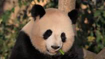 Giant panda (Ailuropoda melanoleuca) female, Huan Huan, eating bamboo, Zoo Parc de Beauval, France. Captive.