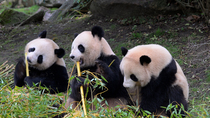 Giant panda (Ailuropoda melanoleuca) female, Huan Huan, eating bamboo with her twin cubs, Huanlili and Yuandudu. One animal fights with another for bamboo. The cubs are two and a half years old. Zoo P...