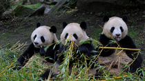 Giant panda (Ailuropoda melanoleuca) female, Huan Huan, eating bamboo with her twin cubs, Huanlili and Yuandudu. The cubs are two and a half years old. Zoo Parc de Beauval, France. Captive.
