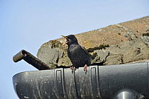 Starling (Sturnus vulgarus) perched on gutter of house singing, Norfolk, UK. June.