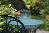 Robin (Erithacus rubecula) perched on garden chair, Norfolk, UK. July.