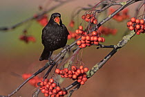 Blackbird (Turdus merula) male, feeding on ornamental Rowan (Sorbus sp.) berries in garden, Penrith, Cumbria, UK. December.
