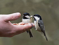 Two Coal tits (Periparus ater) feeding from hand at Big Garden Birdwatch event, RSPB Loch Garten Reserve, Speyside, Scotland, UK. January.