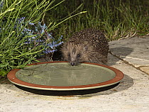 European hedgehog (Erinaceus europaeus) drinking from plate on garden patio, Norfolk, UK. June.