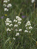 Northern bedstraw (Galium boreale) in flower, Upper Teesdale, County Durham, England, UK. June.