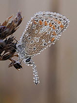 Brown argus butterfly (Aricia agestis) roosting at dawn covered in dew, Hertfordshire, England, UK. August. Focus stacked.