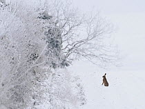 Brown hare (Lepus europaeus) sitting alert in snow, Hertfordshire, England, UK. December.