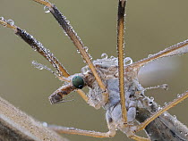 Crane fly (Tipula sp.) roosting at dawn covered in dew, Hertfordshire, England, UK. September. Focus stacked.