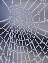 Frozen spider's web, Hertfordshire, England, UK. December. Focus stacked.