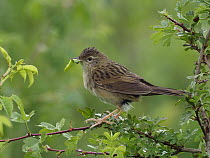 Grasshopper warbler (Locustella naevia) perched on branch with caterpillar prey in beak, returning to feed young in nest, Bedfordshire, England, UK. June.