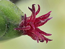 Hazel (Corylus avellana) close up of female flower with pollen grains, Hertfordshire, England, UK. February. Focus stacked.