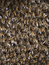 Honey bees (Apis mellifera) swarm resting, London, England, UK. May.