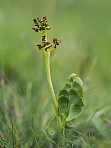 Moonwort (Botrychium lunaria) in flower, Upper Teesdale, County Durham, England, UK. June. Focus stacked.