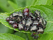 Group of Spiked shieldbugs (Picromerus bidens) early instar nymphs clustered together on leaf, Hertfordshire, England, UK. May.