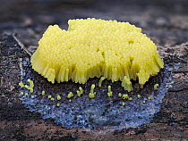 Slime mould (Stemonitis flavogenita) sporangia recently appeared showing the characteristic bright yellow colour, Hertfordshire, England, UK. May. Focus stacked. Sequence 1 of 4.