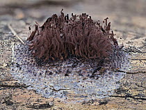 Slime mould (Stemonitis flavogenita) sporangia showing capilittium with most spores dispersed, Hertfordshire, England, UK. May. Focus stacked. Taken 24 hours after picture 3. Sequence 4 of 4.