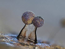 RF - Slime mould (Lamproderma scintillans) two mature, 1mm tall sporangia on a Holly leaf, Hertfordshire, England, UK. February. Focus stacked. (This image may be licensed either as rights managed or...