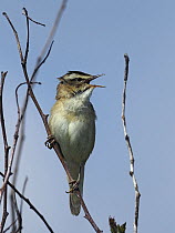 RF - Sedge warbler (Acrocephalus schoenobaenus) male, perched on dead twigs singing, Yorkshire, England, UK. June. (This image may be licensed either as rights managed or royalty free.)
