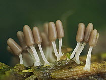 RF - Slime mould (Arcyria cinerea) group of immature sporangia developing on rotting Beech log, Buckinghamshire, England, UK. July. Focus stacked. (This image may be licensed either as rights managed...