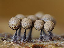 RF - Slime mould (Cribraria argillacea) mature sporangia on rotting pine log with fungi starting to infect the stems, Hertfordshire, England, UK. September. Focus stacked. (This image may be licensed...