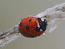 7-Spot ladybird (Coccinella septempunctata) roosting on old grass stem at dawn covered in dew, Hertfordshire, England, UK. September. Focus stacked.